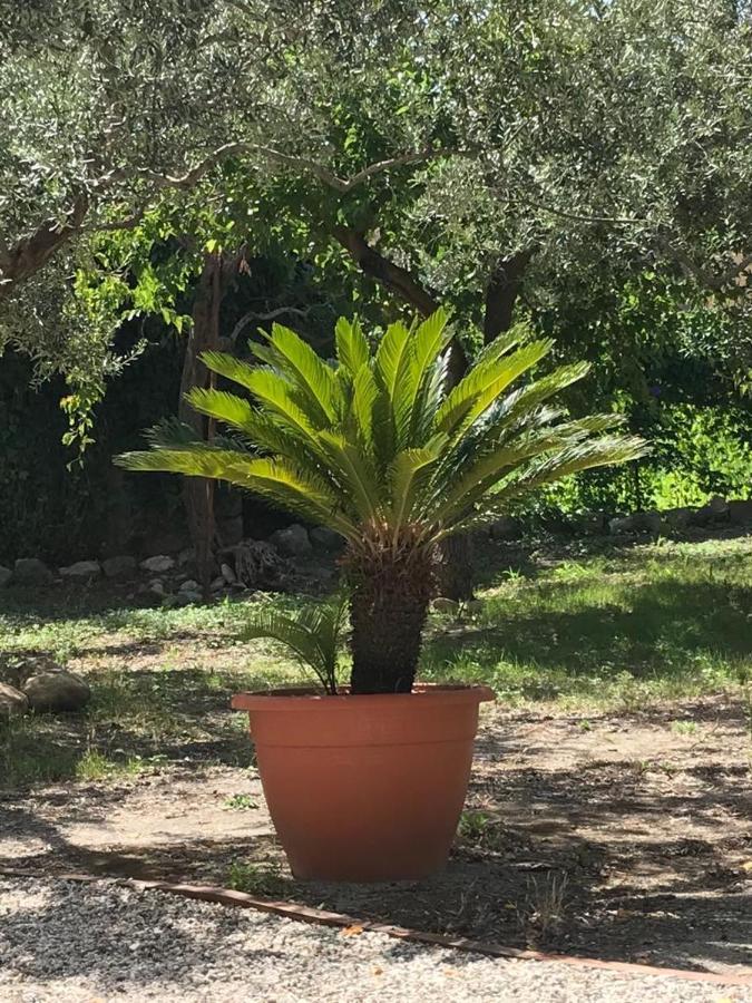 L'Ulivo In Villa Greco Tindari Exterior foto